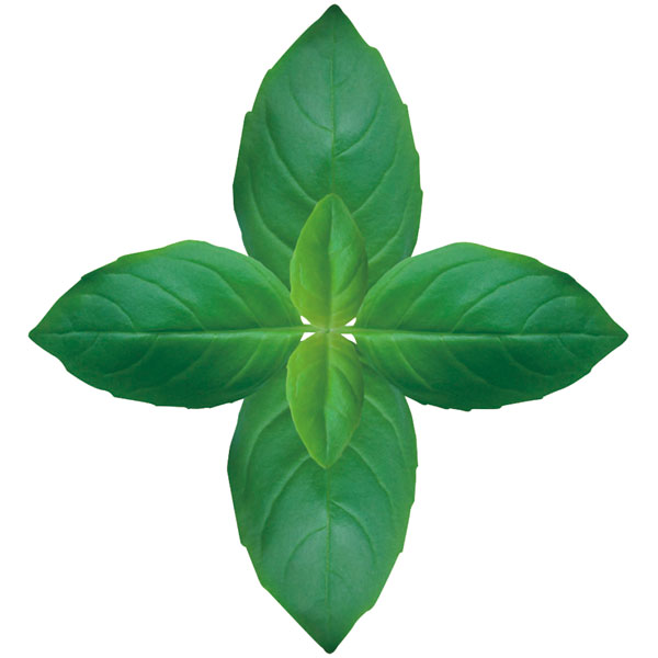 �O�����V�[�g�@�o�W���@�ہ@�i��U�O���j