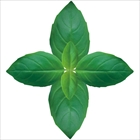 �O�����V�[�g�@�o�W���@�ہ@�i��U�O���j